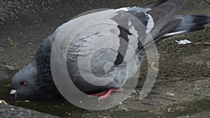 A wild street pigeon quenches its thirst and drinks rainwater.