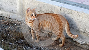 Wild Striped Orange-Colored Cat Looking Alert in Cyprus