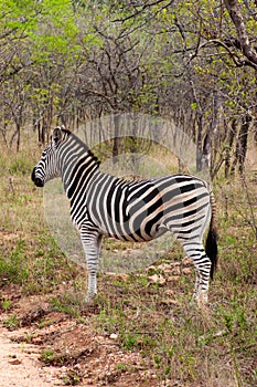 Wild striped zebra in national Kruger Park in South Africa