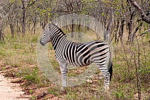 Wild striped zebra in national Kruger Park in South Africa