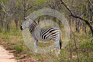 Wild striped zebra in national Kruger Park in South Africa