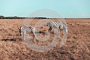 Wild striped zebras graze in the savannah on a sunny summer day. Amazing zebra in savanna