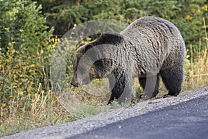 Wild Sub-Adult Grizzly Bear in Grand Teton National Park