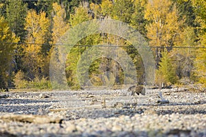 Wild Sub-Adult Grizzly Bear in Grand Teton National Park