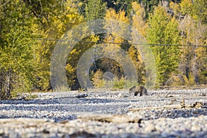 Wild Sub-Adult Grizzly Bear in Grand Teton National Park