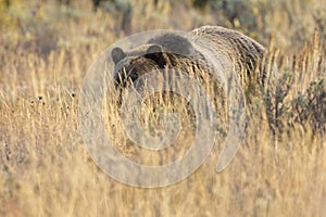 Wild Sub-Adult Grizzly Bear in Grand Teton National Park