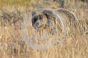 Wild Sub-Adult Grizzly Bear in Grand Teton National Park