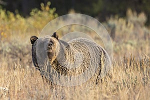 Wild Sub-Adult Grizzly Bear in Grand Teton National Park