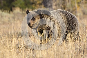 Wild Sub-Adult Grizzly Bear in Grand Teton National Park