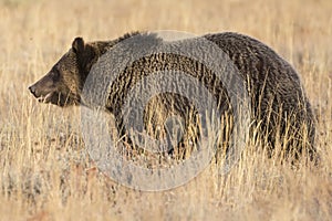 Wild Sub-Adult Grizzly Bear in Grand Teton National Park