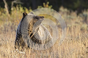 Wild Sub-Adult Grizzly Bear in Grand Teton National Park