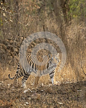 wild sub adult male bengal tiger panthera tigris walking head on territory stroll in summer season morning safari tour in dry