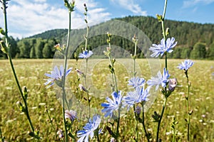 Wild succory flower in the field with mountain on the background