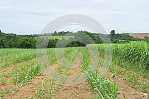 Wild sugar cane plant