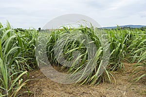 Wild sugar cane plant