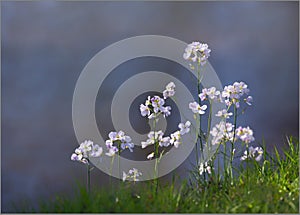 Wild Summer Cuckoo Flower - Lady's Smock.