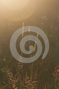 Wild summer meadow