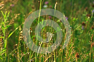 Wild summer meadow