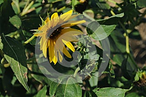 WILD SUN  FLOWERS ON THE LEWISTON HILL TOP