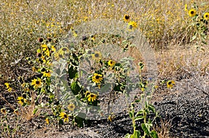 WILD SUN  FLOWERS ON THE LEWISTON HILL TOP