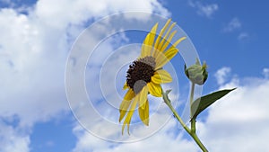 A Wild Sunflower