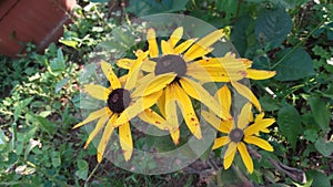 Wild sunflower decorativ