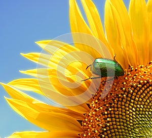 Wild sunflower and a green bug