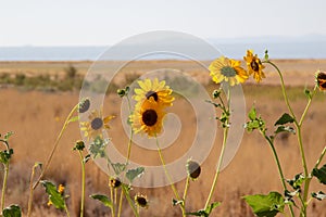 Wild Sunflower, Helianthus annuus in the fields of Antelope Island, Great Salt Lake, Utah, USA