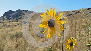 Wild sunflower, helianthus annuus in the fields of Antelope Island, Great Salt Lake, Utah, USA