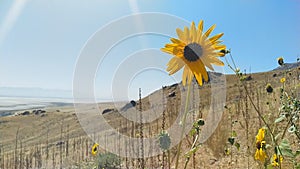 Wild sunflower, helianthus annuus in the fields of antelope island, Great Salt Lake, Utah, USA