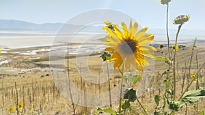 Wild Sunflower, Helianthus annuus in the fields of Antelope Island, Great Salt Lake, Utah, USA