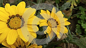 Wild Sunflower Yellow Mode