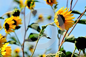 Wild sunflowers blooming in bright yellow color.