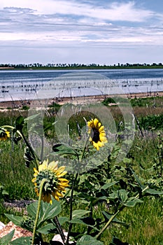 Wild sunflowers near a lake in central Colorado, USA