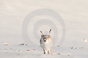 Wild Svalbard Reindeer, Rangifer tarandus platyrhynchus, with open mouth, Svalbard, Norway.