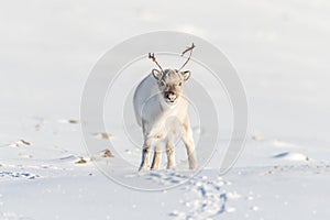 Wild Svalbard Reindeer, Rangifer tarandus platyrhynchus, portrait of a curios animal with small antlers in Svalbard