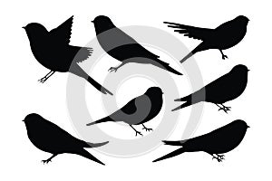 Wild swallows bird flying, silhouettes on a white background. Swallows full body silhouette collection. Beautiful birds sitting