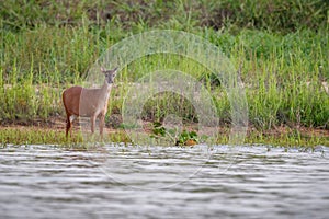 Wild swamp deer female close up in the nature habitat
