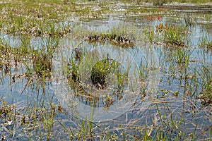 Wild swamp field with old dry and fresh green grass in early spring. Flooded area. Early spring season landscape.