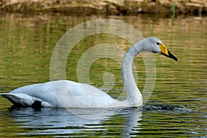 Wild swan