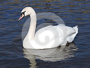 Wild swan.