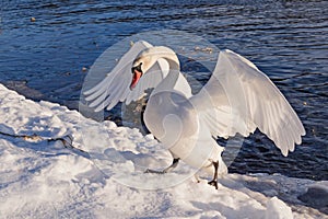 Wild swan