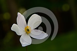 Wild Swan Anemone Perennial Flower