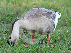 Wild swan goose, Chinese goose