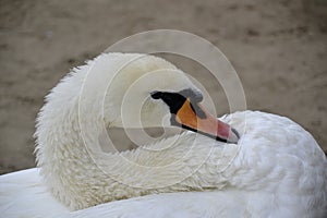 Wild swan portrait