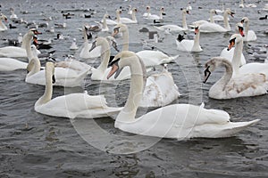 Wild swans