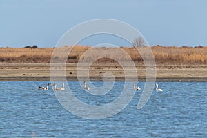 Wild swans on the lake