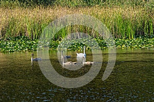 Wild swans on the lake