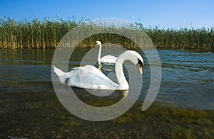 Wild swans near a lakeshore