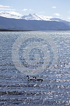 Wild swans at Puerto Natales, Chile